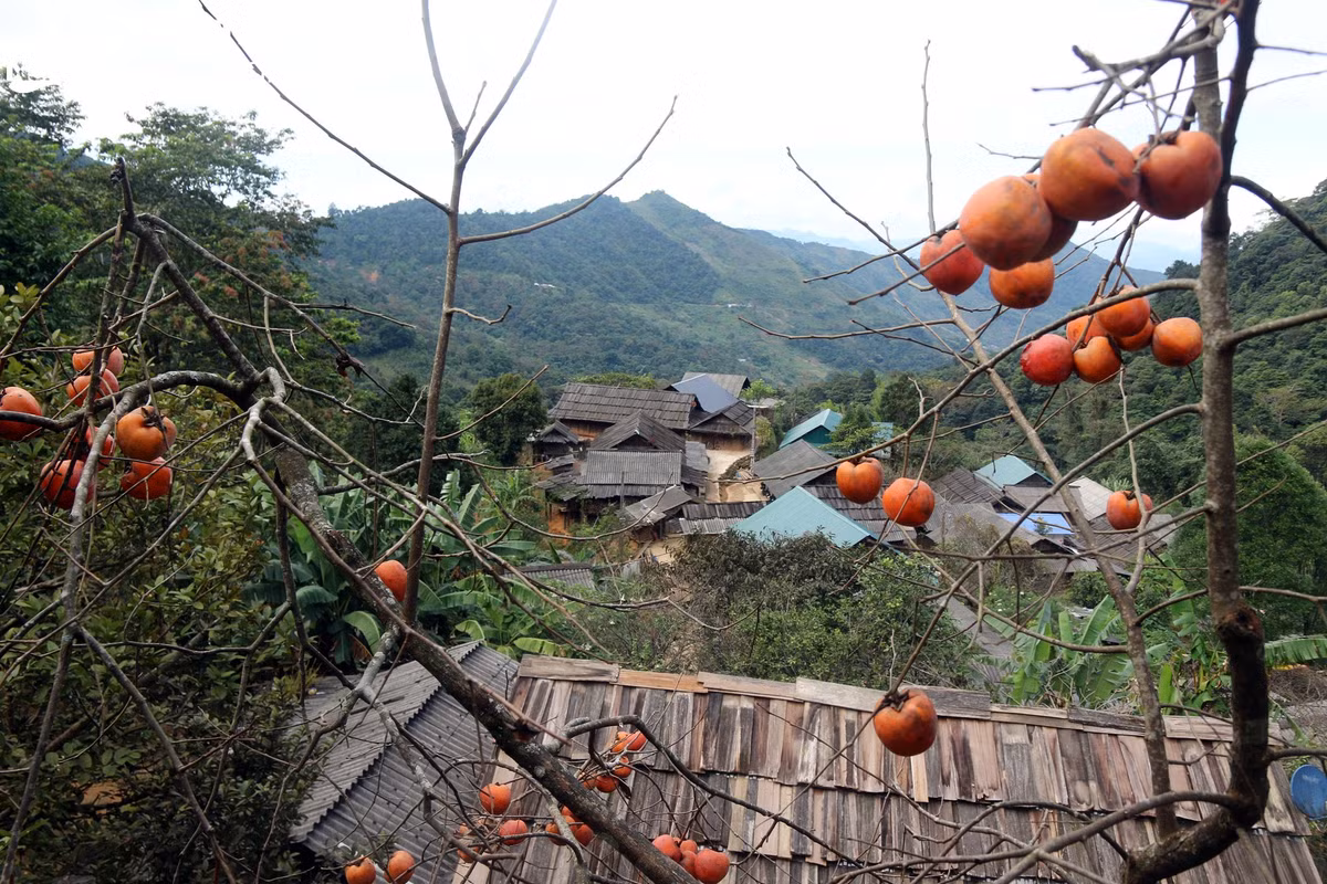 Can canh loai qua ngon, mem, chin mong do treo la liet tren cay