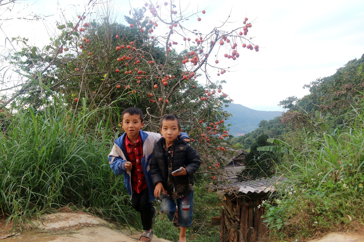 Trên các lối đi vào bản Huồi Giảng 1, cây hồng được trồng hai bên đường quả cũng đang vào độ chín mọng đỏ. Ảnh: Đào Thọ