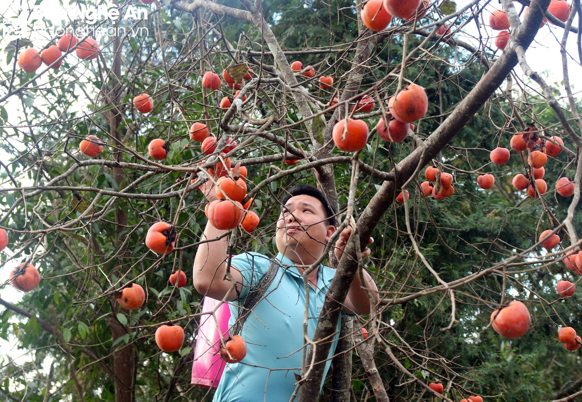 “Cứ đến mùa hồng, tôi lại vào Tây Sơn chơi, chủ yếu để hái ít hồng mang về trưng bày trong khuôn viên nhà làm cảnh, một số quả chín thì biếu anh em, bạn bè” – anh Nguyễn Thạc Đồng, một du khách đến từ xã Hữu Kiệm (huyện Kỳ Sơn, tỉnh Nghệ An) cho hay. Ảnh: Đào Thọ