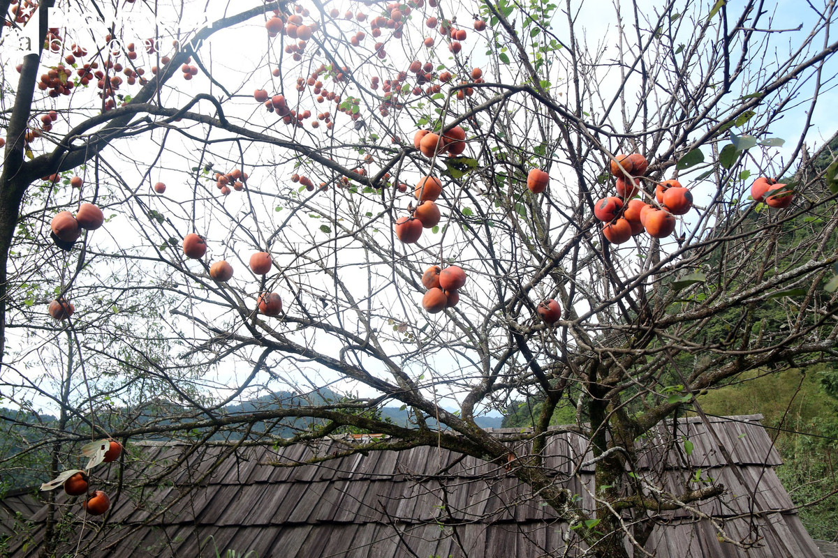 Quả hồng chín đỏ sà trên những mái nhà sa mu truyền thống của người Mông, huyện Kỳ Sơn, tỉnh Nghệ An. Ảnh: Đào Thọ.
