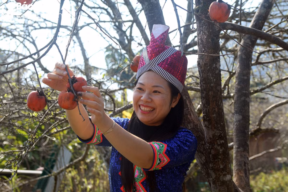 Nhiều du khách ở các nơi khác đến Tây Sơn mùa này chủ yếu để săn mây, ngắm hoa đào nở và diện trang phục người Mông để “check-in” cùng những cây hồng trĩu quả. Ảnh: Đào Thọ