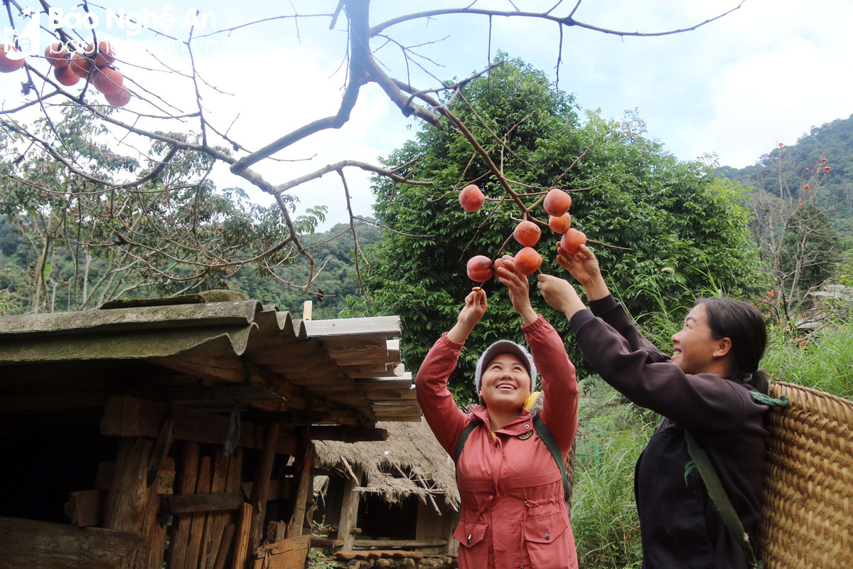 Theo người dân nơi đây, loại hồng này phải chín mềm mới có thể ăn được và ít có giá trị kinh tế. Vì thế, họ chỉ chọn một số quả chín để làm quà hoặc dùng ăn trong gia đình. Ảnh: Đào Thọ