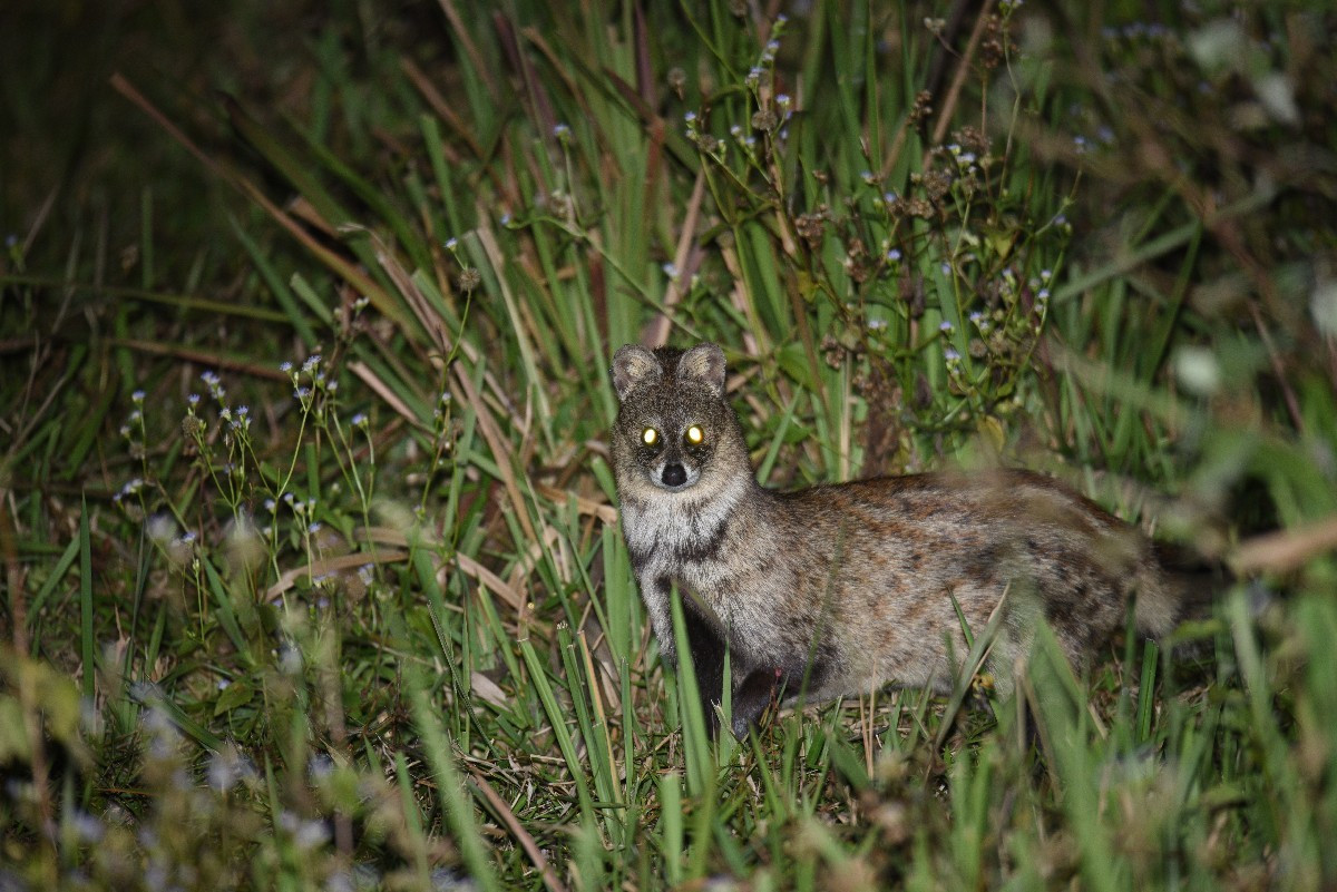 Trên thế giới, cầy hương có địa bàn phân bố bản địa ở Nam Á, Đông Nam Á. Chúng đã được du nhập vào Madagascar và trở thành một phần trong hệ sinh thái ở hòn đảo này. Ảnh: iNaturalist.