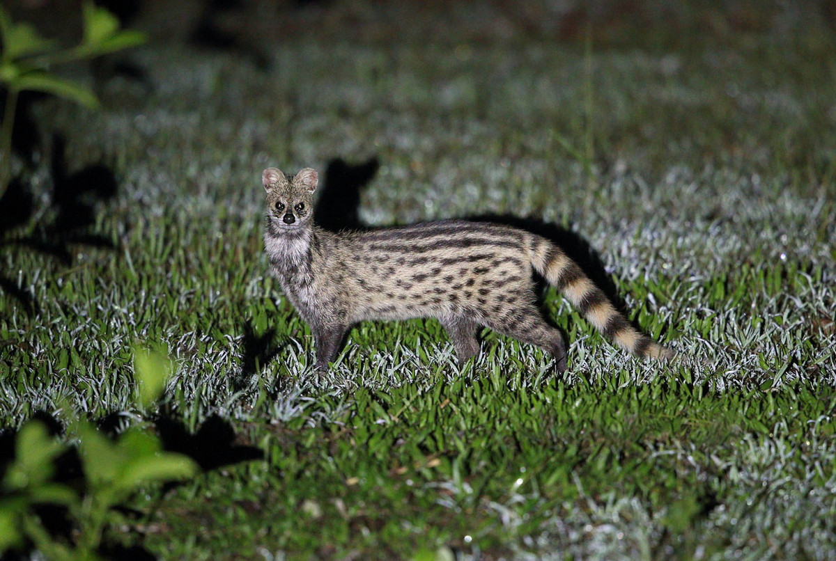 Thức ăn ưa thích của cầy hương là côn trùng và chuột. Ngoài ra chúng còn ăn chim và một số loài bò sát (rắn, nhông) cùng một số loại quả và rễ cây. Ảnh: Greentours.