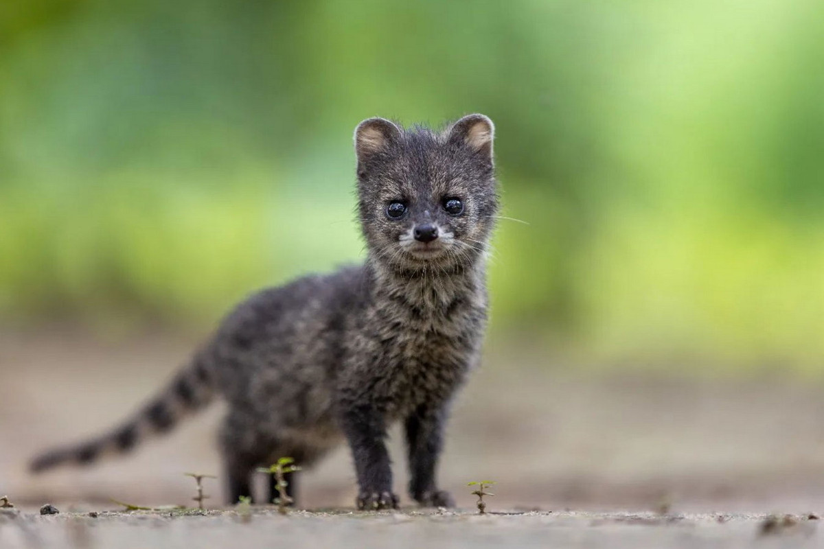 Cầy hương non mở mắt sau năm ngày. Chúng đạt trọng lượng 1 kg khi được 10 tuần tuổi. Tuổi thọ trong điều kiện nuôi nhốt là 8 đến 9 năm. Ảnh: Pinkesh Tanna.