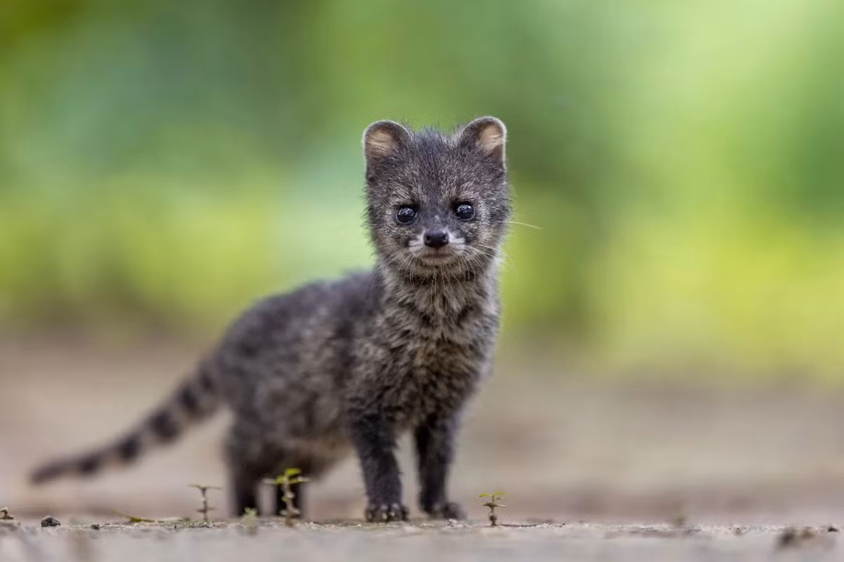 Cầy hương non mở mắt sau năm ngày. Chúng đạt trọng lượng 1 kg khi được 10 tuần tuổi. Tuổi thọ trong điều kiện nuôi nhốt là 8 đến 9 năm. Ảnh: Pinkesh Tanna.