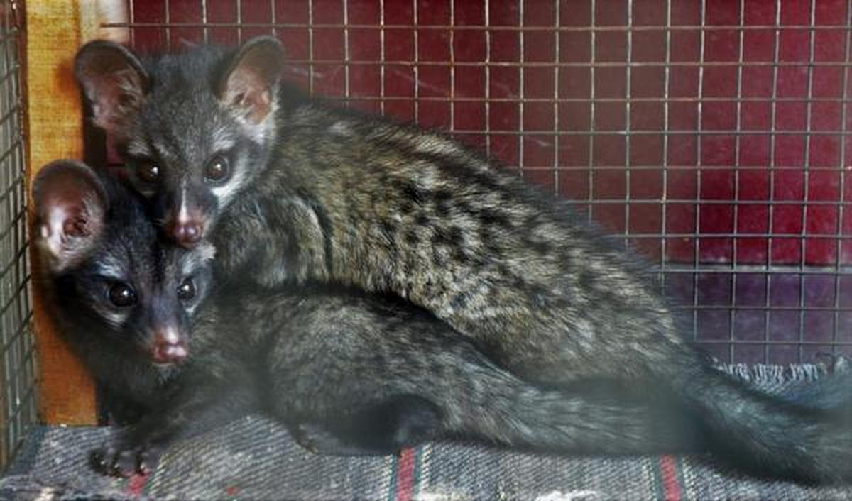 Dù vậy, số lượng cầy hương hoang dã ở Việt Nam không còn nhiều do bị mất sinh cảnh sống và tình trạng săn bắn quá mức. Cần bảo vệ nghiêm ngặt để phát triển vững bền loài thú này trong môi trường tự nhiên của chúng. Ảnh: The Hindu.