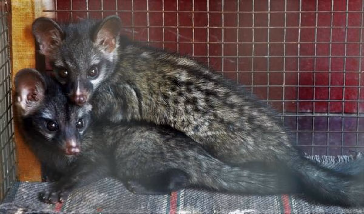 Dù vậy, số lượng cầy hương hoang dã ở Việt Nam không còn nhiều do bị mất sinh cảnh sống và tình trạng săn bắn quá mức. Cần bảo vệ nghiêm ngặt để phát triển vững bền loài thú này trong môi trường tự nhiên của chúng. Ảnh: The Hindu.