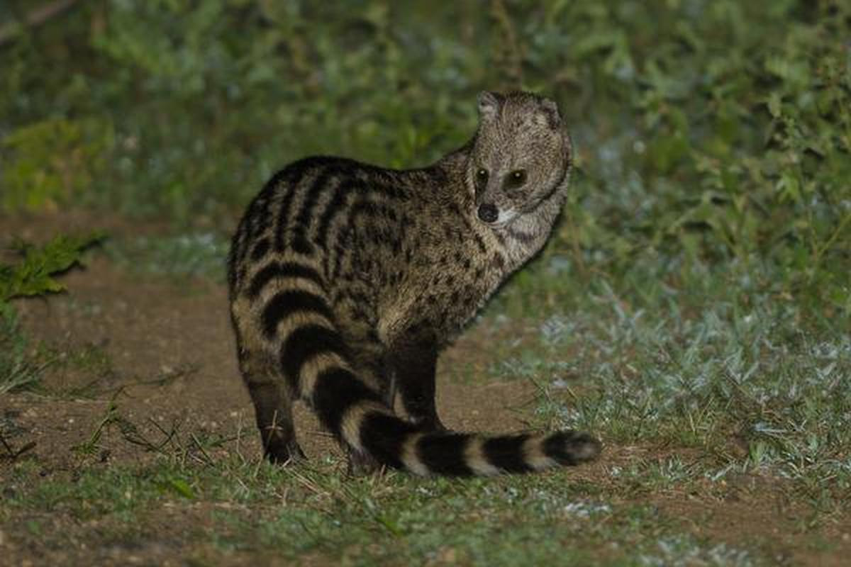 Cầy hương sinh sản tập trung vào tháng 4, 5, 6. Con cái thường đẻ bốn hoặc năm con mỗi lứa. Thời gian mang thai trung bình kéo dài từ 65 đến 69 ngày. Ảnh: The Hindu.