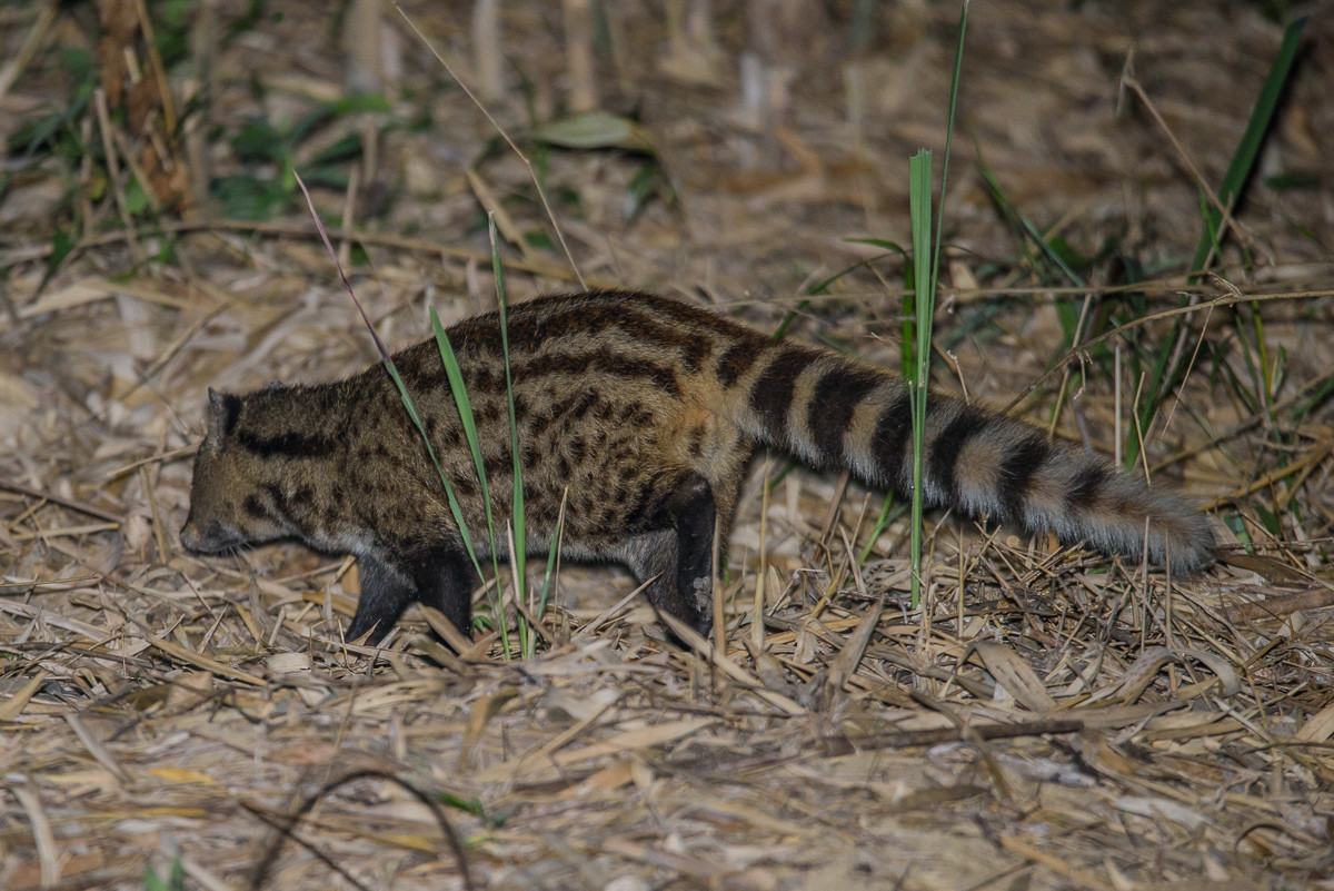 Ở Việt Nam, cầy hương được ghi nhận ở nương rẫy, ven suối, trên các savan đồi cây bụi. Chúng sống đơn độc, kiếm ăn từ chập tối đến nửa đêm. Ở những khu vực không bị con người quấy rầy, chúng đôi khi cũng săn mồi vào ban ngày. Ảnh: iNaturalist.