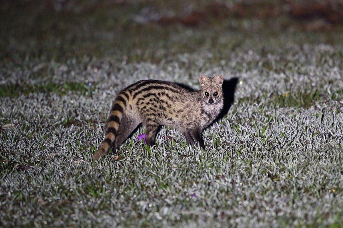 Trong Sách Đỏ IUCN, cầy hương là loài thuộc diện Ít quan tâm vì sự phân bố rộng và có các quần thể khỏe mạnh sống trong cảnh quan nông nghiệp và thứ sinh ở nhiều quốc gia. Ảnh: SCMP.