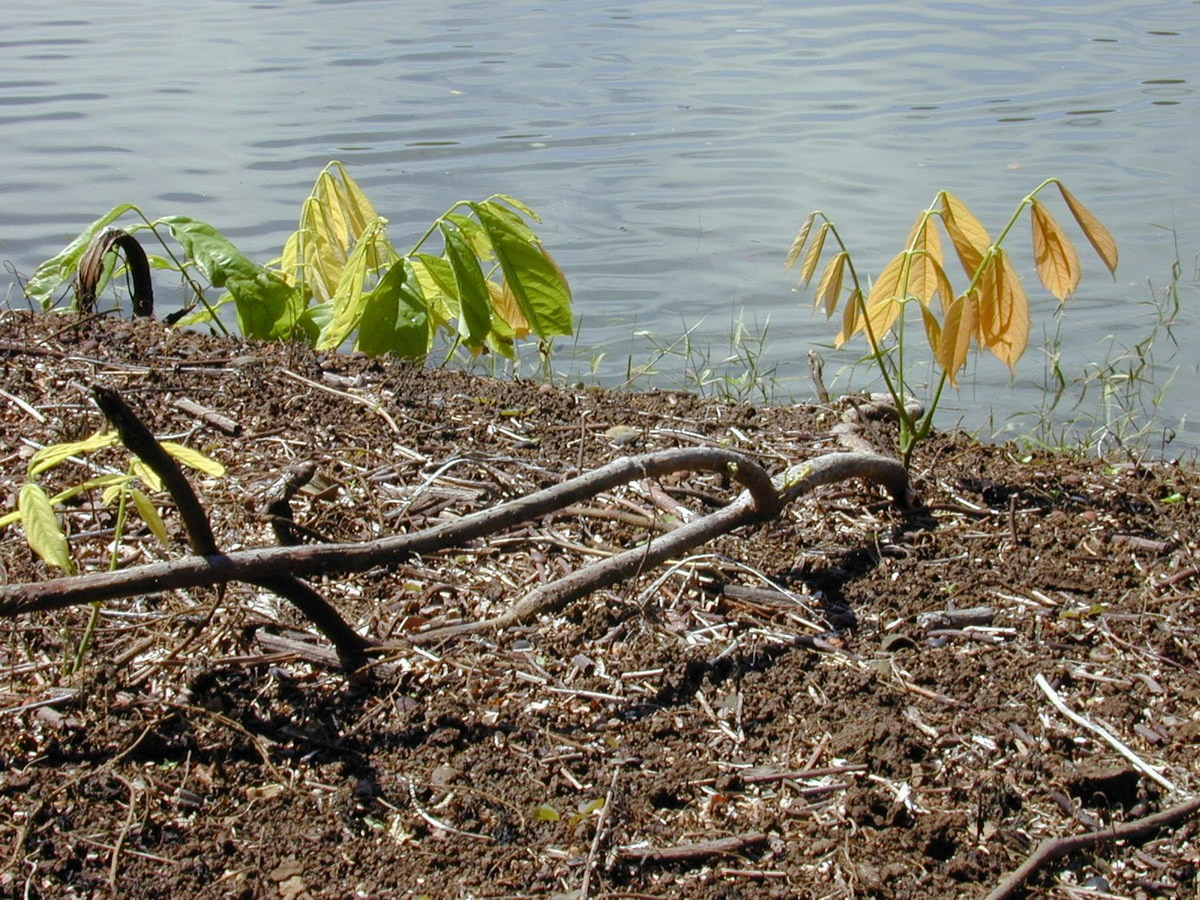 Cụ thể, rễ cây thuốc cá sẽ được nghiền nát và ném xuống nước ở nơi có nhiều cá. Cá bị choáng hoặc bị chết do độc tố rotenon sẽ nổi lên mặt nước, có thể vớt dễ dàng. Ảnh: BioLib.
