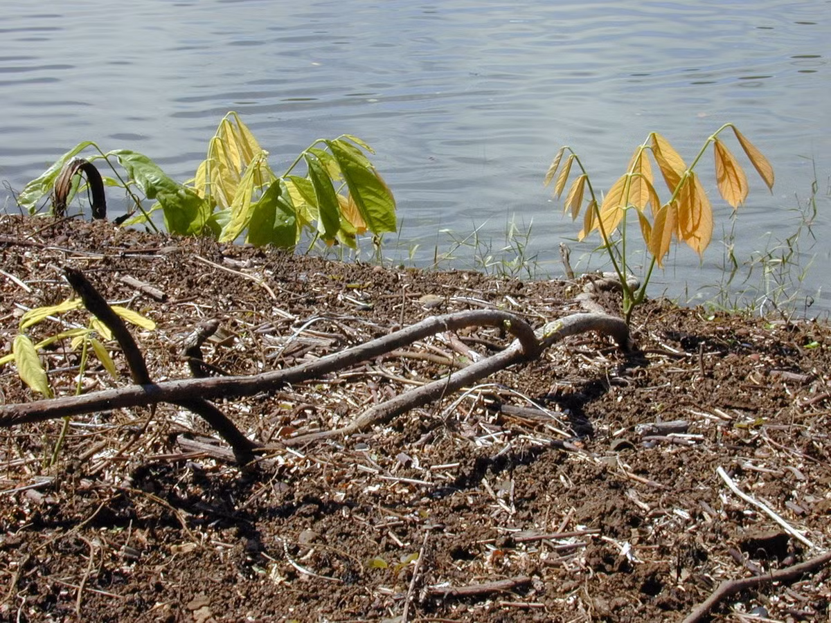 Cụ thể, rễ cây thuốc cá sẽ được nghiền nát và ném xuống nước ở nơi có nhiều cá. Cá bị choáng hoặc bị chết do độc tố rotenon sẽ nổi lên mặt nước, có thể vớt dễ dàng. Ảnh: BioLib.
