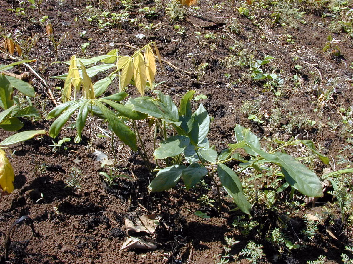 Dù có nguồn gốc sinh học, các chuyên gia trong lĩnh vực sinh thái và trồng trọt hữu cơ không coi thuốc trừ sâu từ cây thuốc cá là tốt về sinh thái vì nó có tác động tiêu cực đến môi trường nếu bị lạm dụng. Ảnh: Wikipedia.