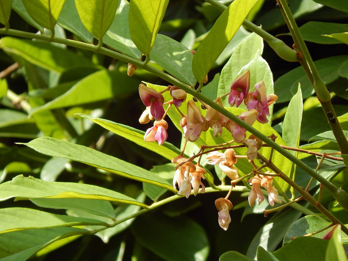 Về mặt hình thái, cây thuốc cá được nhận dạng qua những chiếc lá kép lông chim lẻ (5-15 nhánh) mọc so le. Hoa của loài cây này nhỏ, đài hoa màu hồng, cánh hoa màu trắng hay hồng. Ảnh: Wikipedia.