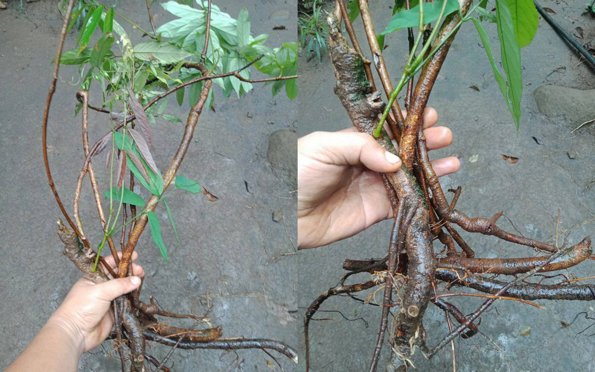 Loài cây này có một đặc điểm sinh học nổi bật là rễ chứa nhiều rotenon, một chất cực độc đối với loài cá, bò sát và động vật không xương sống nhưng chỉ độc vừa phải với người và các loài động vật máu nóng. Ảnh: Boris Private Sanctum.