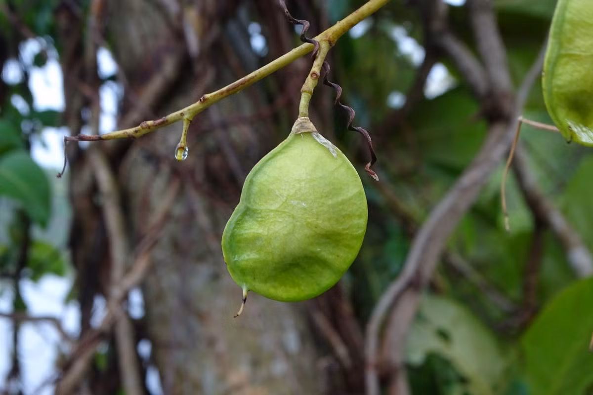 Quả cây thuốc cá có dạng giống quả đậu dài 3–10 cm, có 1-5 hạt, chứa độc tố mạnh. Một số trường hợp ngộ độc đến mức nguy kịch do ăn nhầm hạt thuốc cá đã được ghi nhận ở Việt Nam... Ảnh: iNaturalist.