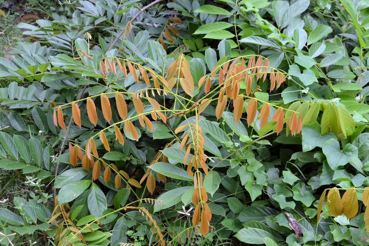 Chất độc của cây thuốc cá cũng có tác dụng như một loại thuốc trừ sâu hữu cơ, dùng để kiểm soát sâu bệnh trên cây trồng, chống ký sinh trùng trên gia súc hoặc loại bỏ côn trùng có hại trong nhà. Ảnh: สมุนไพรดอทคอม.