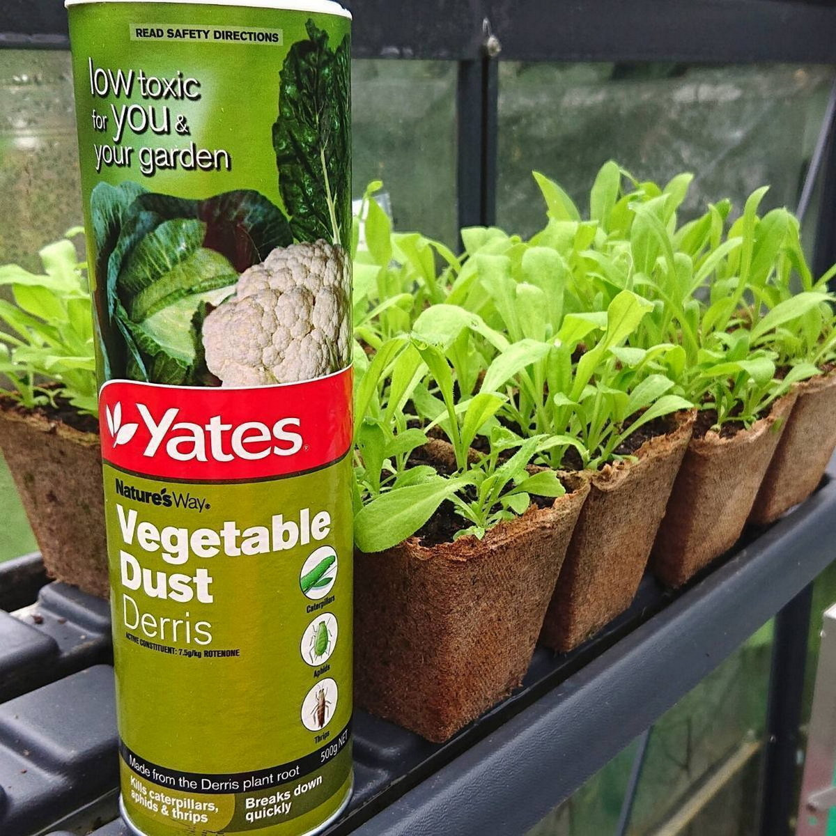 Từ những năm 1930, thuốc trừ sâu từ cây thuốc cá đã được nghiên cứu và sản xuất trên quy mô công nghiệp ở các nước Âu - Mỹ, thường được biết đến với tên gọi là bột Derris. Ảnh: The Seed Collection.