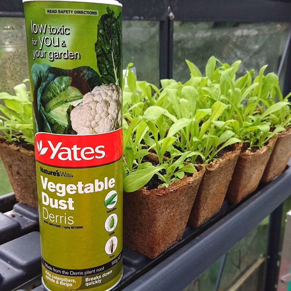 Từ những năm 1930, thuốc trừ sâu từ cây thuốc cá đã được nghiên cứu và sản xuất trên quy mô công nghiệp ở các nước Âu - Mỹ, thường được biết đến với tên gọi là bột Derris. Ảnh: The Seed Collection.