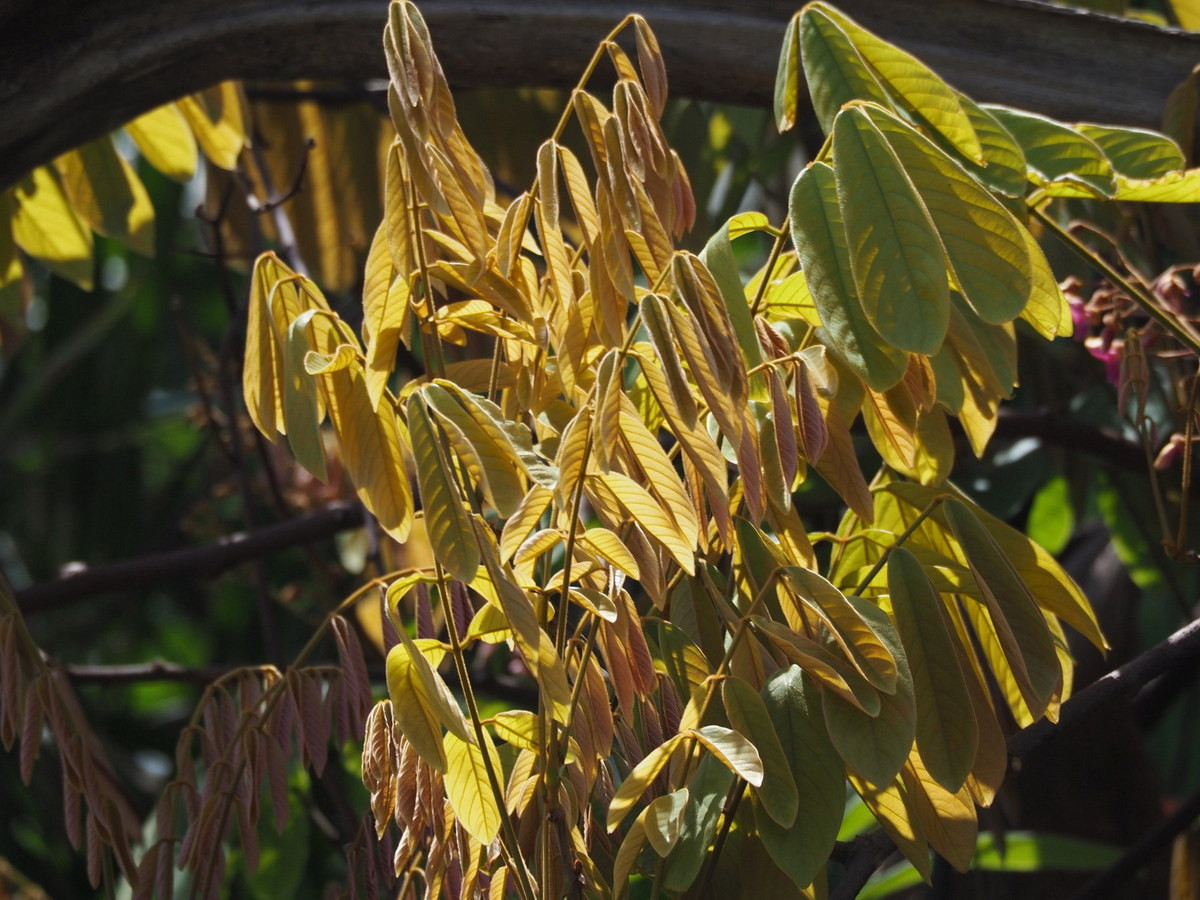 Từ xa xưa, ở Việt Nam và các quốc gia khác trong khu vực, cư dân bản địa đã biết tận dụng độc tính của cây thuốc cá để thực hiện một phương pháp đánh bắt cá độc đáo. Ảnh: iNaturalist.