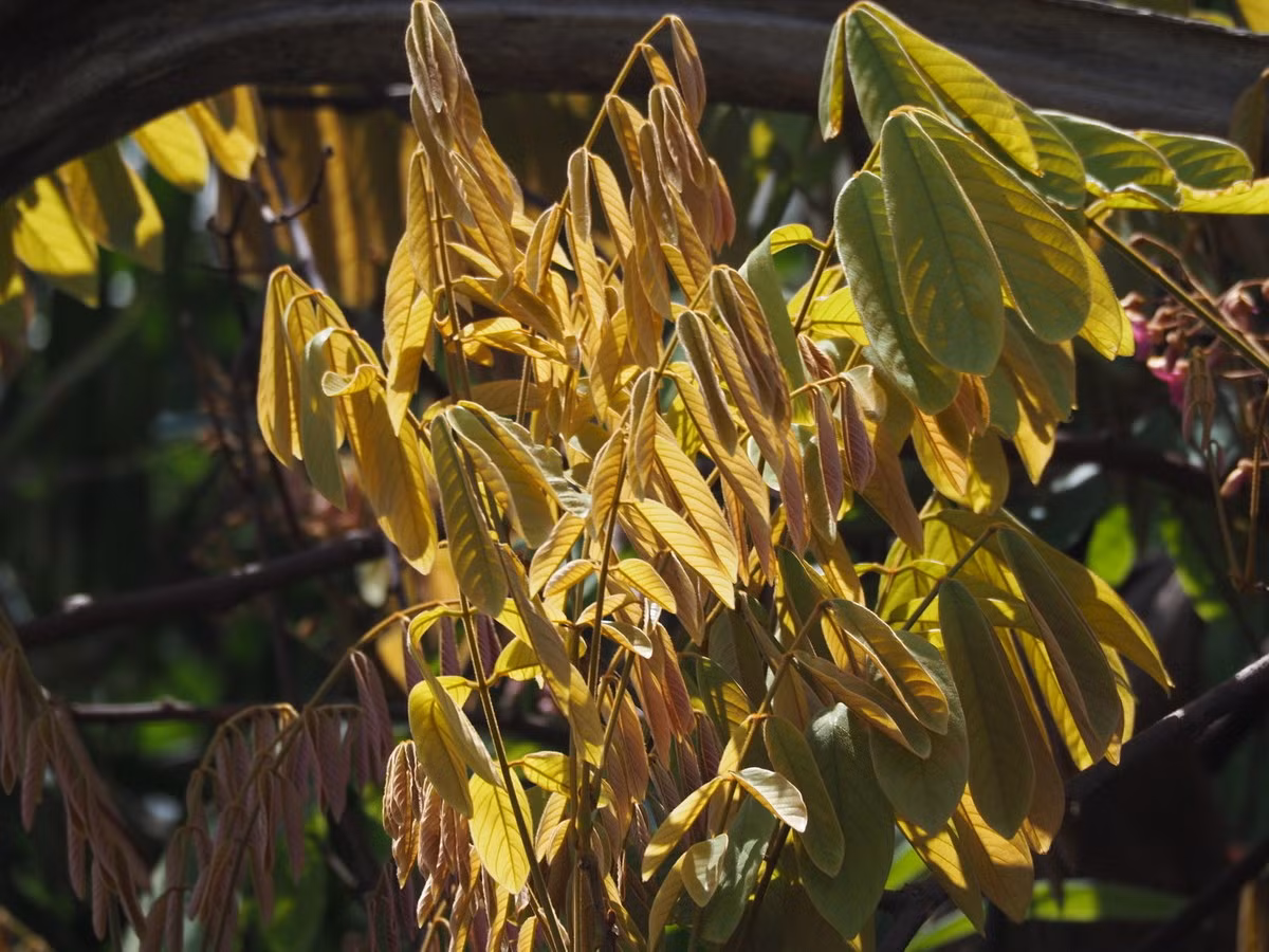 Từ xa xưa, ở Việt Nam và các quốc gia khác trong khu vực, cư dân bản địa đã biết tận dụng độc tính của cây thuốc cá để thực hiện một phương pháp đánh bắt cá độc đáo. Ảnh: iNaturalist.