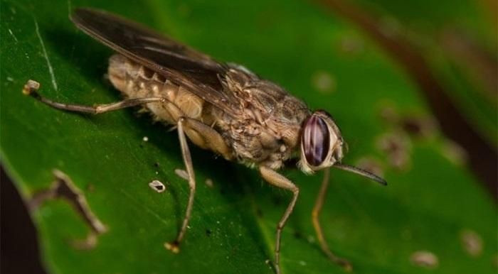 Loài ruồi này có nguồn gốc ở khu vực châu Phi. Vòng đời của chúng kéo dài từ 14 - 21 ngày. Đây là loài động vật có hại khi có thể làm lây lan các dịch bệnh...