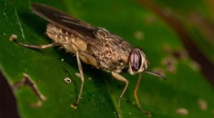Loài ruồi này có nguồn gốc ở khu vực châu Phi. Vòng đời của chúng kéo dài từ 14 - 21 ngày. Đây là loài động vật có hại khi có thể làm lây lan các dịch bệnh...