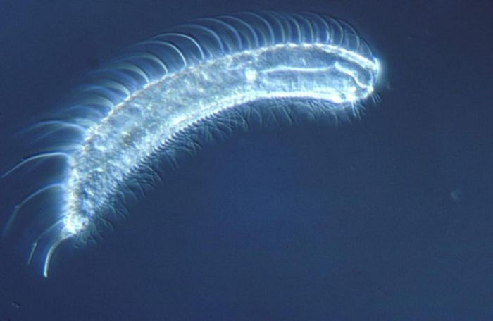 Vi sinh vật Gastrotricha có kích thước rất nhỏ bé. Vòng đời của chúng chỉ vỏn vẹn 3 ngày bởi chúng là nguồn thức ăn của những loài cá nhỏ khác sống trong cùng hệ sinh thái biển.