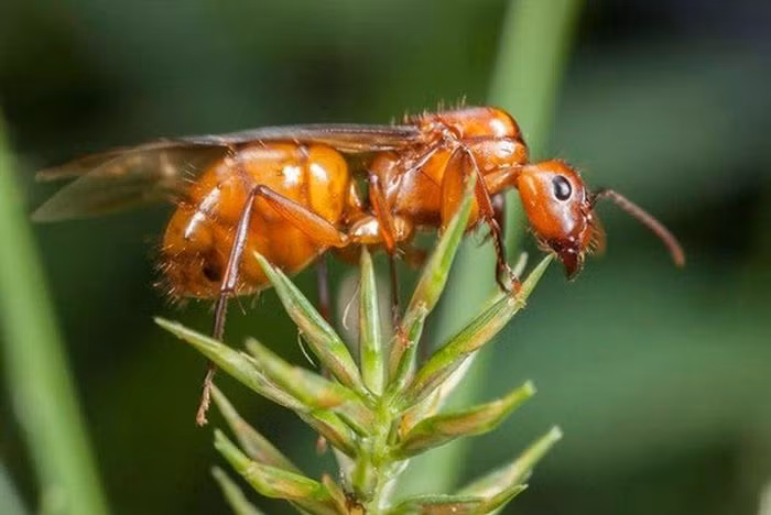 Kiến bay hay còn gọi là "alates" có vòng đời không quá 3 tuần