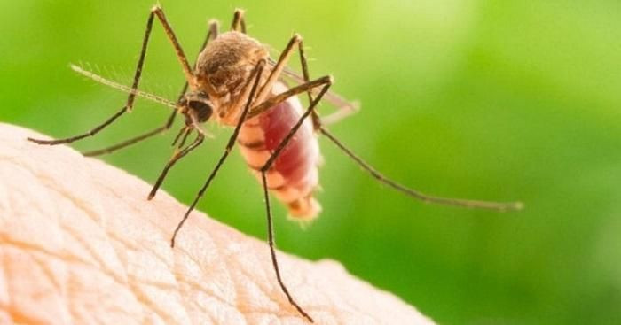 Theo nghiên cứu về vòng đời của muỗi thì tuổi thọ trung bình của loài này dao động khoảng 20 ngày. Các yếu tố khiến tuổi thọ của muỗi cao hơn hoặc thấp bao gồm: Giới tính, môi trường sống và đặc điểm từng loài. Ngoài ra, nhiệt độ môi trường cũng gây ảnh hưởng tới tuổi thọ của muỗi.