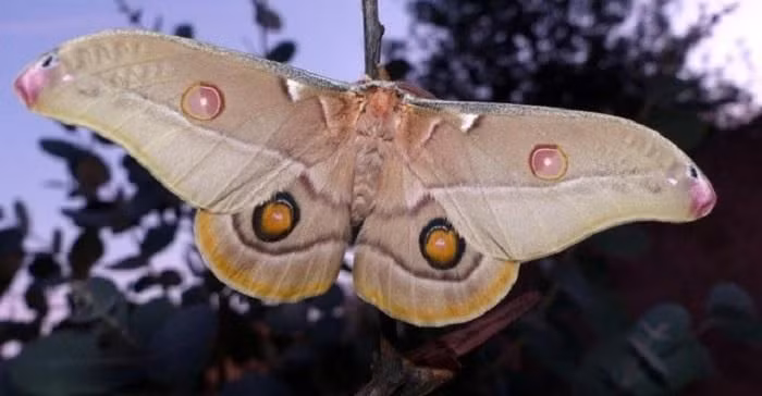 Bướm đêm Ấn Độ hay ngài là một loài côn trùng có mối quan hệ chặt chẽ đến loài bướm, cả hai đều thuộc Bộ Cánh vẩy. Vòng đời của loài bướm đêm rất ngắn, chúng chỉ sống từ 1 đến 2 tuần, dài nhất là 4 tuần.