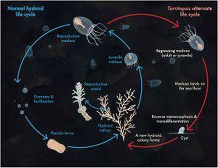 Loài sứa bắt đầu vòng đời dưới dạng ấu trùng trước khi bám vào đáy biển và biến đổi thành polyp