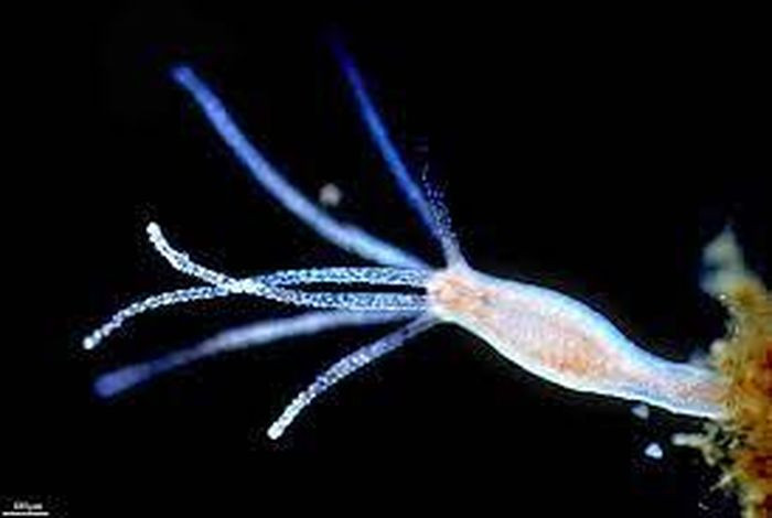 Nó có kích thước nhỏ khoảng 10mm với cơ thể hình ống có từ 4 đến 12 xúc tu, miệng và chân chứa chất dính. Loài này ăn bằng cách mở rộng các xúc tu và đợi thức ăn chạm các xúc tu này, sau đó đưa vào miệng