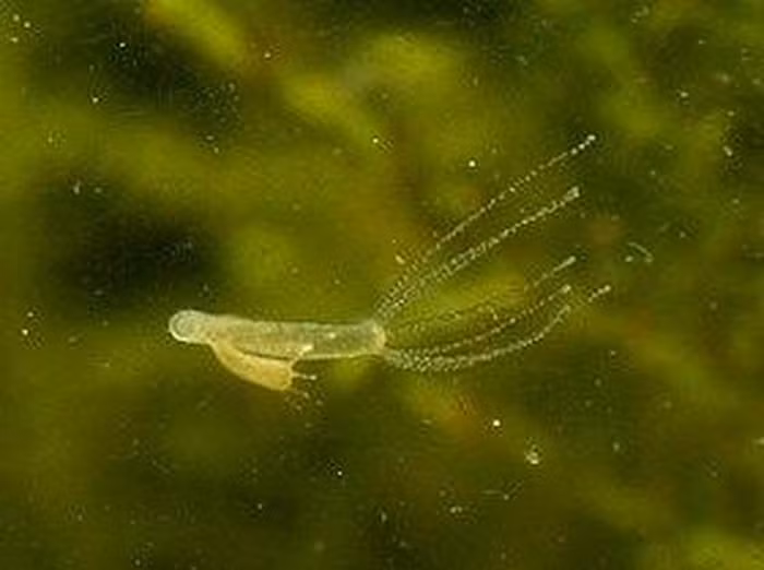 Hydra vulgaris có thể sinh sản theo 3 cách chính đó là sinh sản hữu tính, ghép mắt, và gián tiếp thông qua việc tái sinh (sinh học)