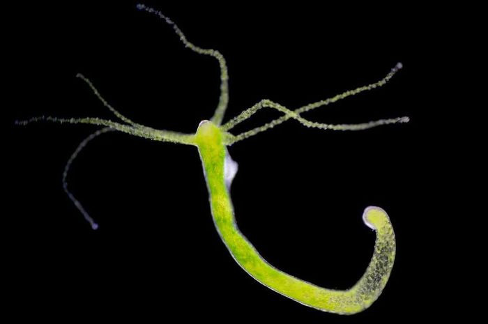 Cấu tạo của chúng chủ yếu từ tế bào gốc liên tục tái tạo thông qua nhân bản