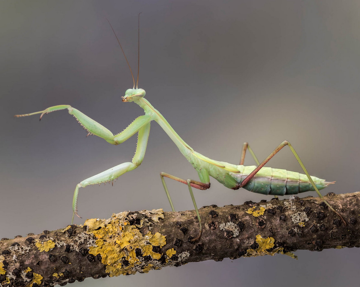 Bọ ngựa châu Á (Hierodula membranacea, Hierodula excellens, Hierodula fruhstorferi, Hierodula patellifera...). Ảnh: Garnelio.