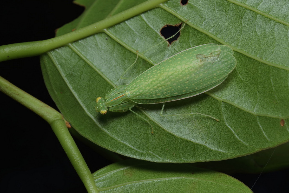 Bọ ngựa cánh lưới (Tropidomantis guttatipennis). Ảnh: India Biodiversity Porta.