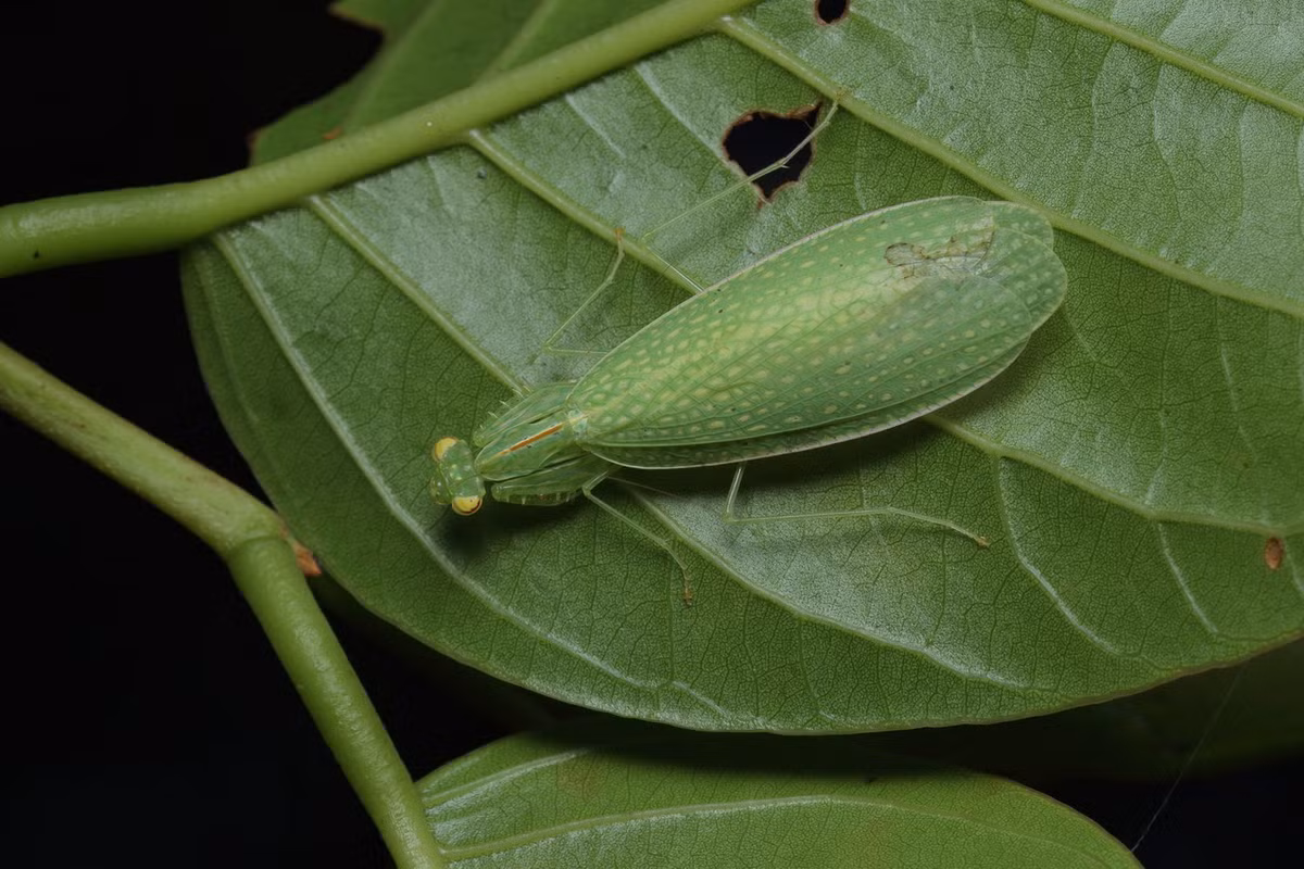 Bọ ngựa cánh lưới (Tropidomantis guttatipennis). Ảnh: India Biodiversity Porta.