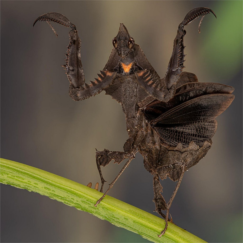 Bọ ngựa khiên răng (Parablepharis kuhlii). Ảnh: Newlands Garden Centre.