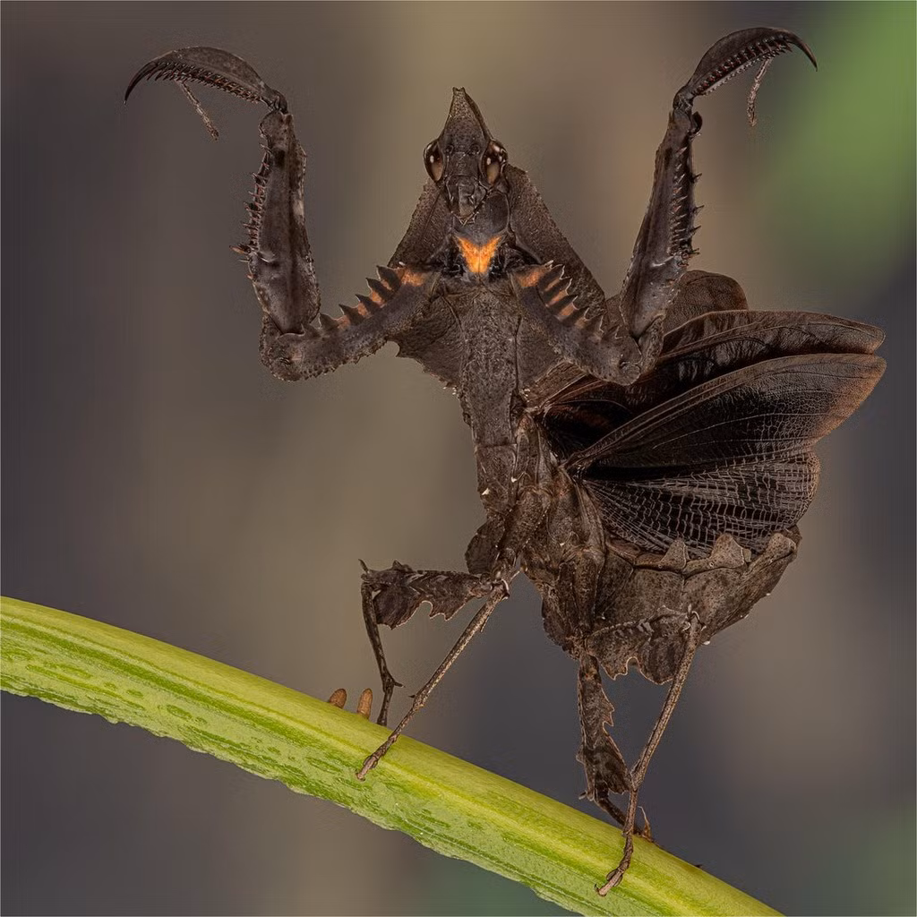 Bọ ngựa khiên răng (Parablepharis kuhlii). Ảnh: Newlands Garden Centre.