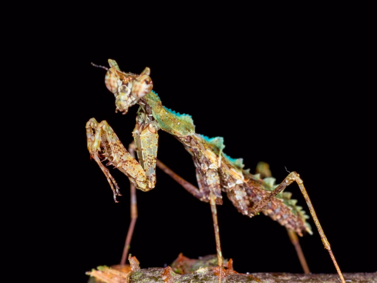 Bọ ngựa gai sống lưng (Haania doroshenkoi). Ảnh: iNaturalist.