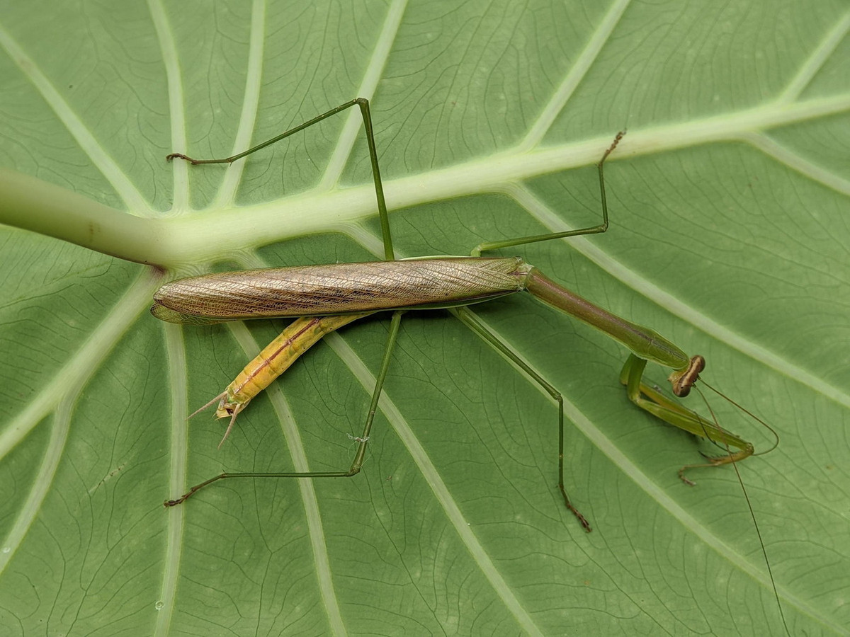 Bọ ngựa thường cánh hẹp (Tenodera aridifolia, Tenodera brevicollis, Tenodera fasciata). Ảnh: Vecteezy.
