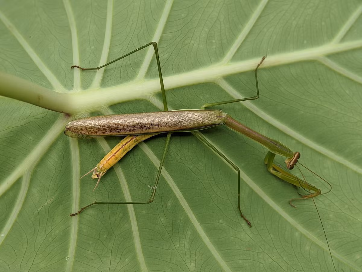 Bọ ngựa thường cánh hẹp (Tenodera aridifolia, Tenodera brevicollis, Tenodera fasciata). Ảnh: Vecteezy.