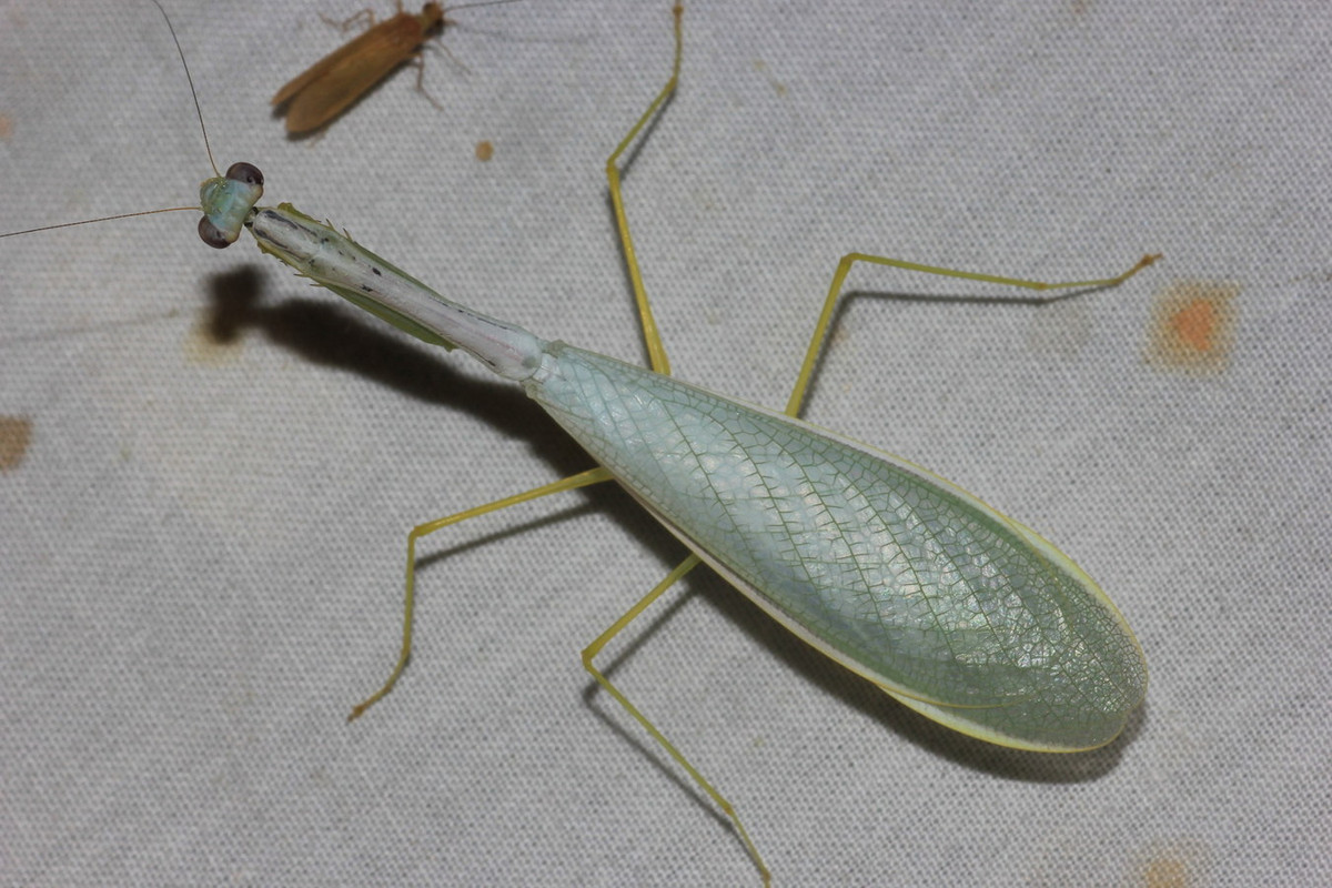 Bọ ngựa mảnh (Leptomantella tonkinae). Ảnh: iNaturalist.