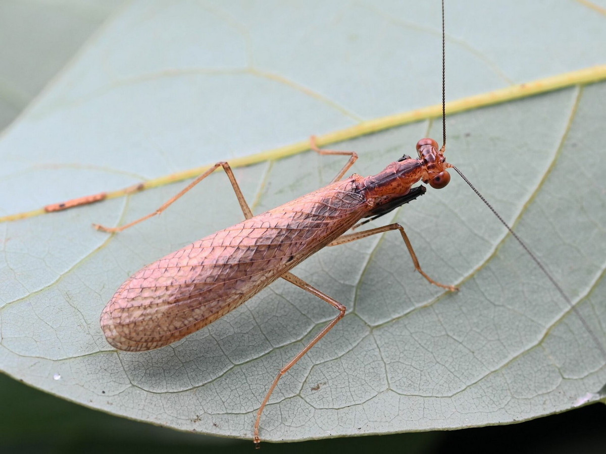 Bọ ngựa nhảy (Amantis hainanensis, Amantis longipennis, Amantis vitalisi). Ảnh: iNaturalist.