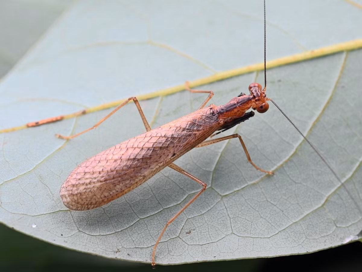 Bọ ngựa nhảy (Amantis hainanensis, Amantis longipennis, Amantis vitalisi). Ảnh: iNaturalist.