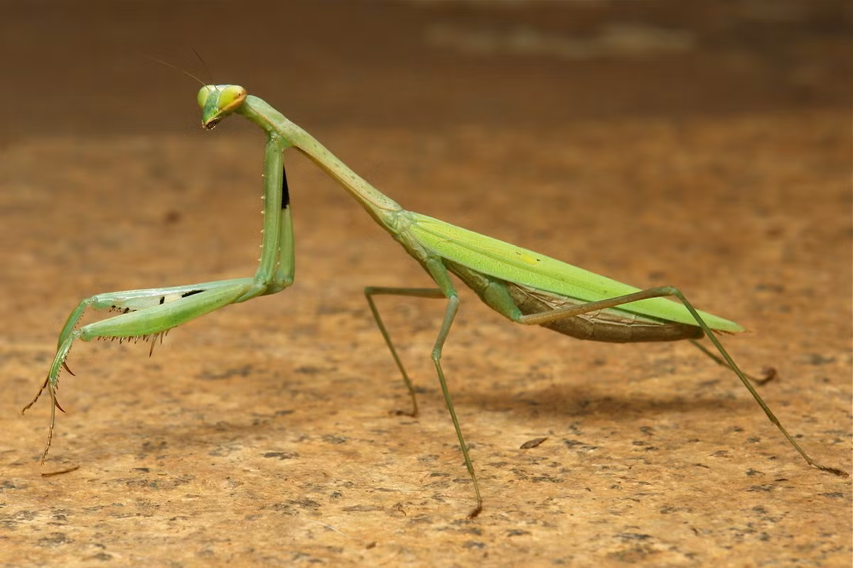 Bọ ngựa thường nhỏ (Statilia nemoralis, Statilia maculata). Ảnh: John Horstman / Flickr.