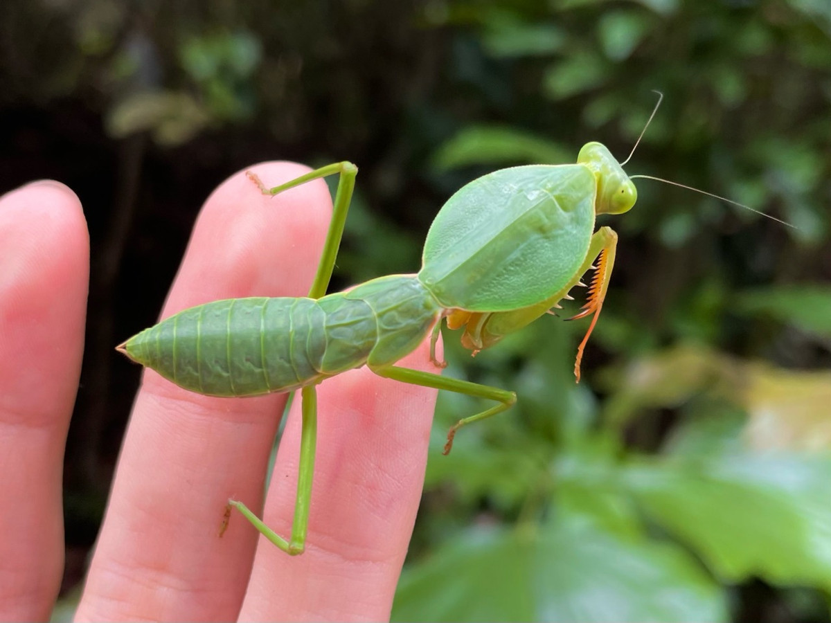 Bọ ngựa ngực khiên (Rhombodera basalis, Rhombodera valida). Ảnh: Crevicedwelling / Tumblr.
