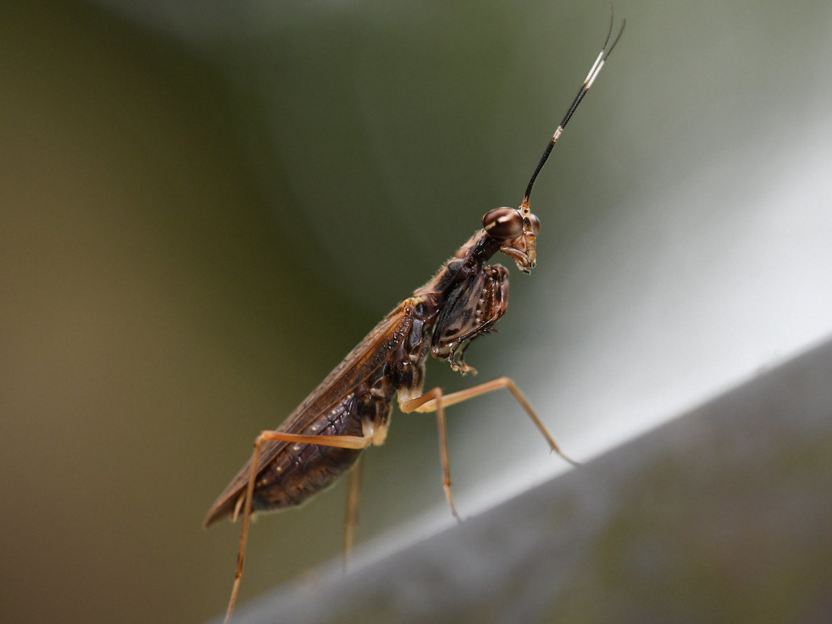 Bọ ngựa râu khoang trắng (Hapalopeza occipitalis). Ảnh: Gomen S / Flickr.